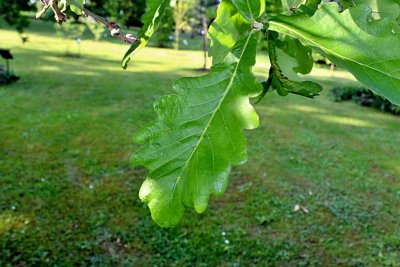 Quercus dentata - dub zubatý - list
